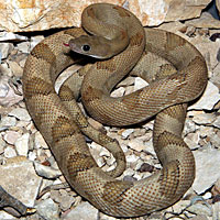 Trans-Pecos Ratsnake 