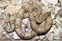 Trans-Pecos Ratsnake 