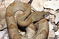 Trans-Pecos Ratsnake 