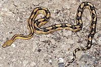 Trans-Pecos Ratsnake 