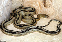 Trans-Pecos Ratsnake