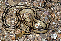 Trans-Pecos Ratsnake 