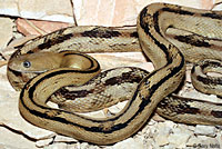 Trans-Pecos Ratsnake 