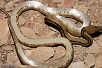 Trans-Pecos Ratsnake 