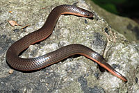 Eastern Wormsnake 