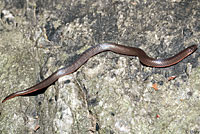 Eastern Wormsnake 