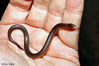 Eastern Wormsnake 