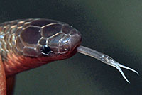 Eastern Wormsnake 