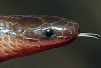 Eastern Wormsnake 