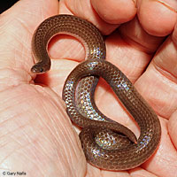 Eastern Wormsnake 