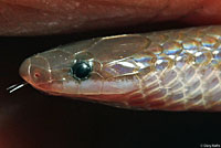 Eastern Wormsnake 