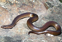 Eastern Wormsnake 