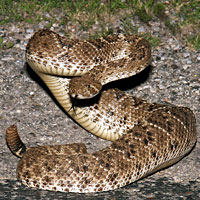 Western Diamond-backed Rattlesnake 