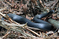 Northern Black Racer