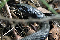 Northern Black Racer