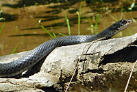 Northern Black Racer