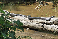 Northern Black Racer