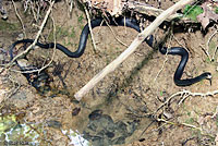 Northern Black Racer