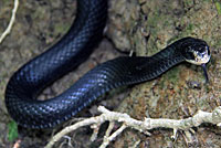 Southern Black Racer