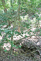 Northern Black Racer Habitat