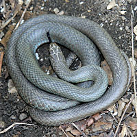 Eastern Yellow-bellied Racer 