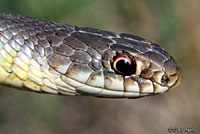 Eastern Yellow-bellied Racer 