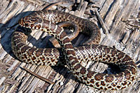 Eastern Yellow-bellied Racer 