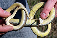 Eastern Yellow-bellied Racer 