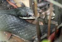 Everglades Racer