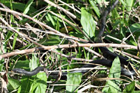 Southern Black Racer