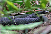 Southern Black Racer