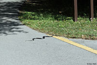 Southern Black Racer