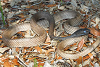 Eastern Coachwhip