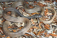 Eastern Coachwhip