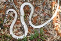 Eastern Coachwhip