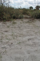 Eastern Coachwhip tracks