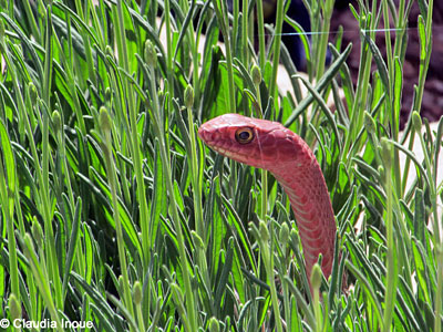 Western Coachwhip