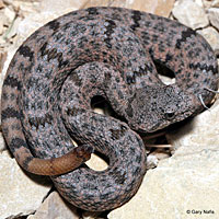 Mottled Rock Rattlesnake 