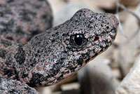 Mottled Rock Rattlesnake 