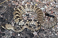 Black-tailed Rattlesnake