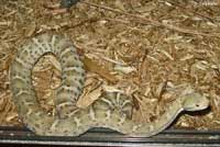 Arizona Ridge-nosed Rattlesnake