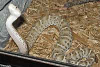 Arizona Ridge-nosed Rattlesnake