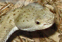 Arizona Ridge-nosed Rattlesnake