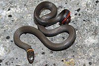 Prairie Ring-necked Snake