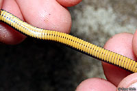 Northern Ring-necked Snake