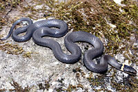 Northern Ring-necked Snake