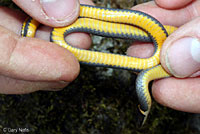 Northern Ring-necked Snake