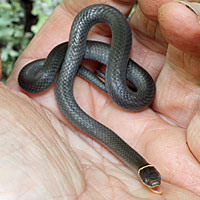 Northern Ring-necked Snake