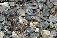 Northern Ring-necked Snake