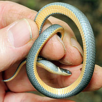 Northern Ring-necked Snake